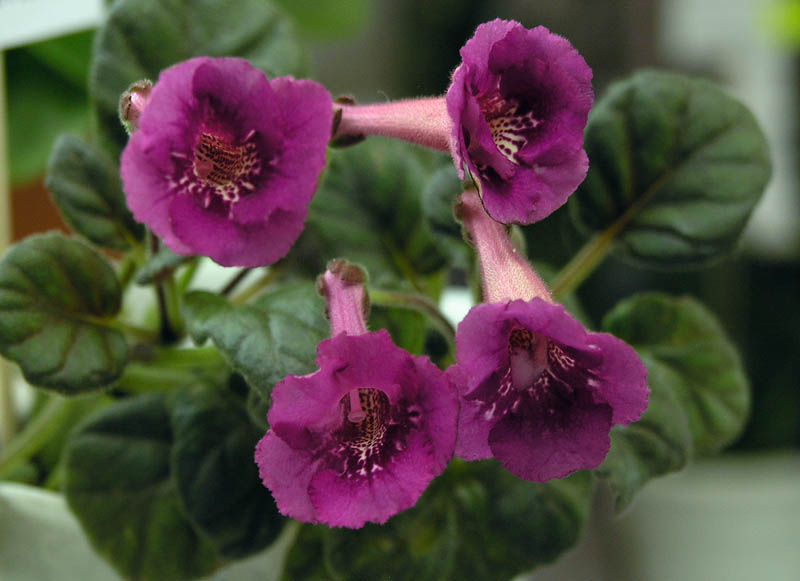 Fuchsia Treasure