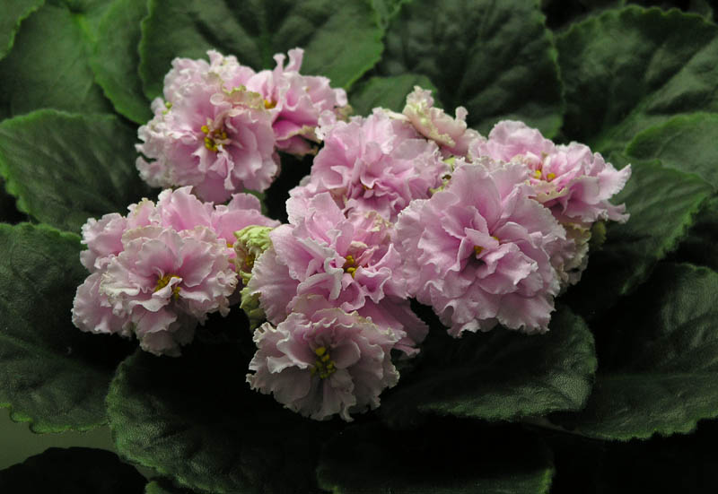 ЛЕ-Вера