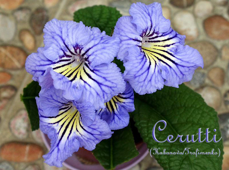 Cerutti8.jpg