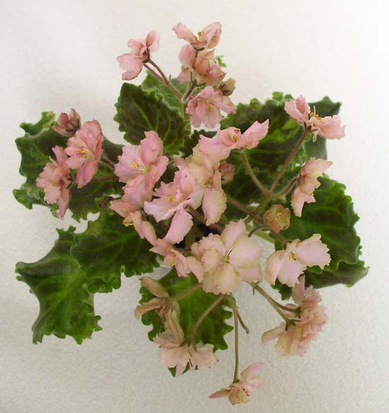 Rob's Antique Rose дарвиновский.jpg