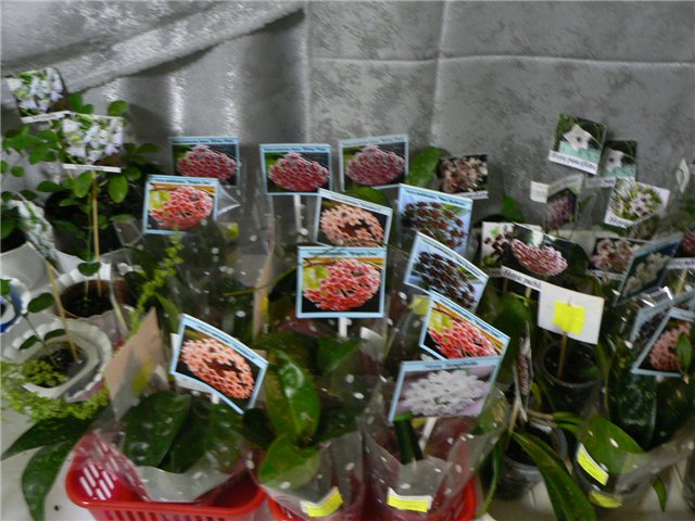 Хойи.jpg