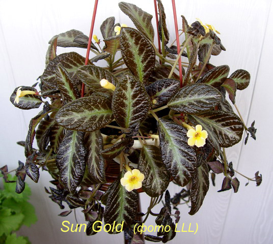 Sun Gold.jpg