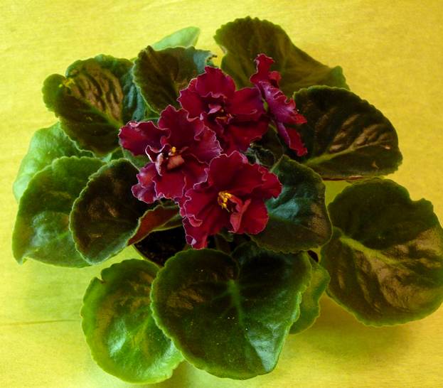 Tropic Heat (LLG/S. Sorano)