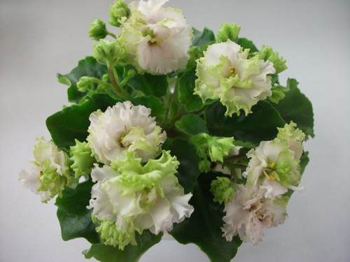 Lil` Glimpse o Spring