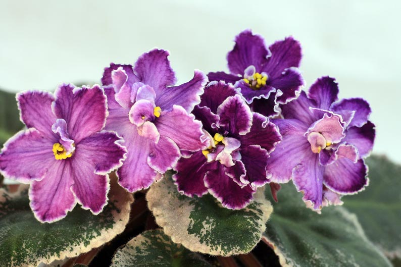 РС-Старый Князь.jpg