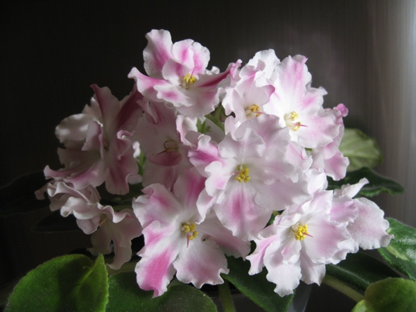 Недотрога (МОРЕВ)
