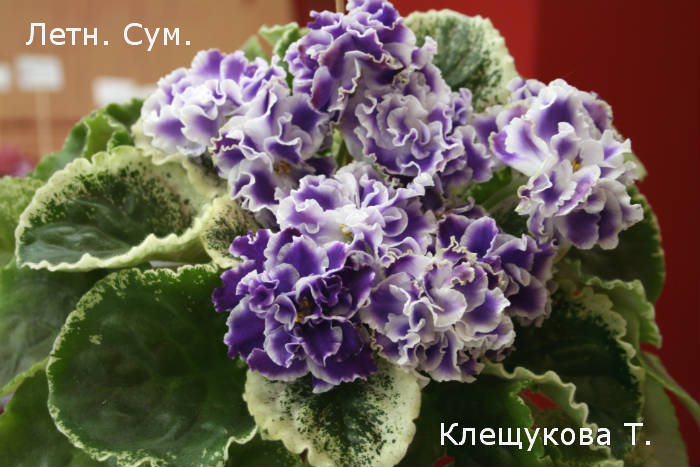 клещ.8.jpg