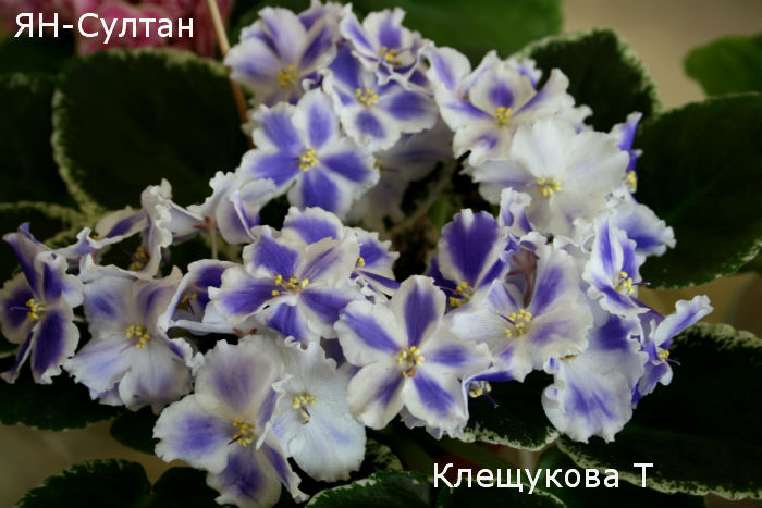 клещ7.jpg