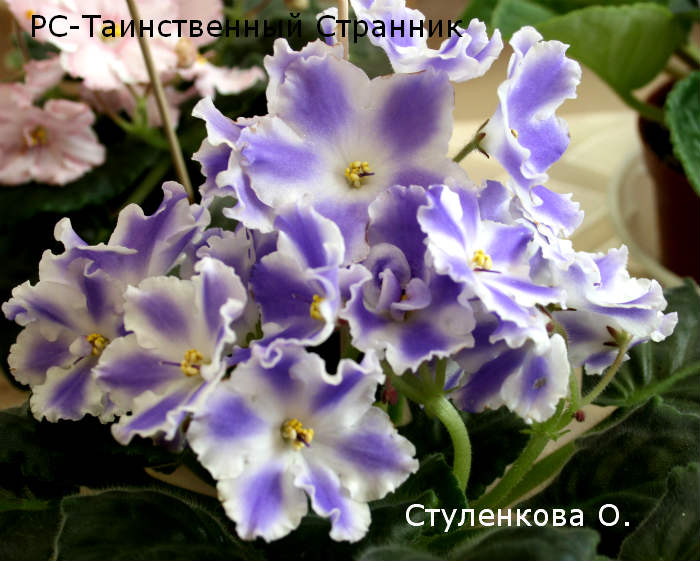 стул.3.jpg