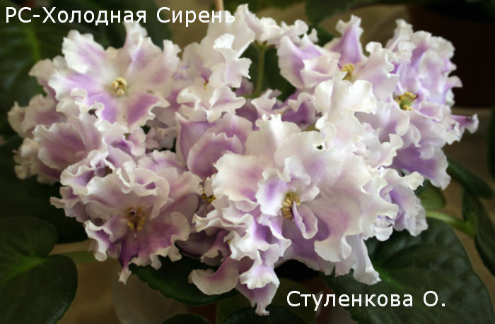 стулен.1.jpg