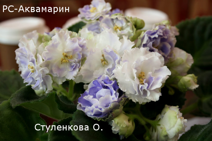 стулен6.jpg