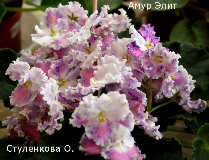 стулен 4.jpg