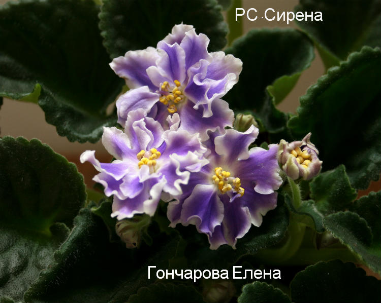 РС-Сирена.jpg