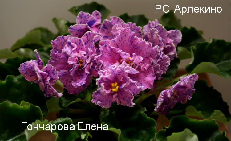 РС-Арлекино.jpg