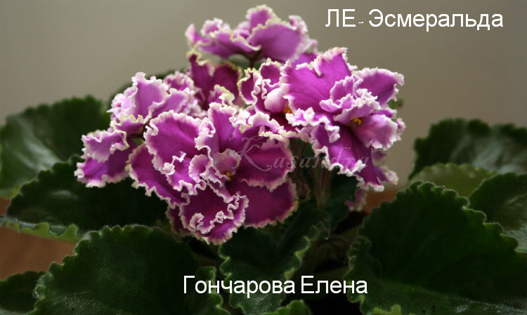 ЛЕ- Эсмеральда.jpg