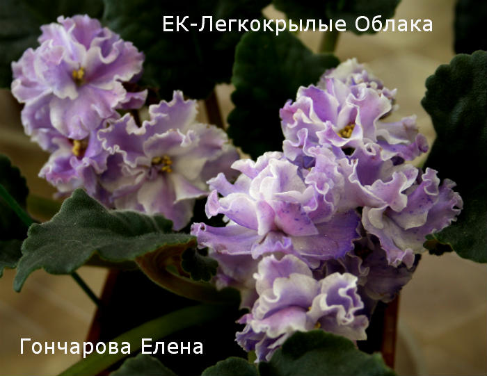 ЕК-Лег.Об..jpg