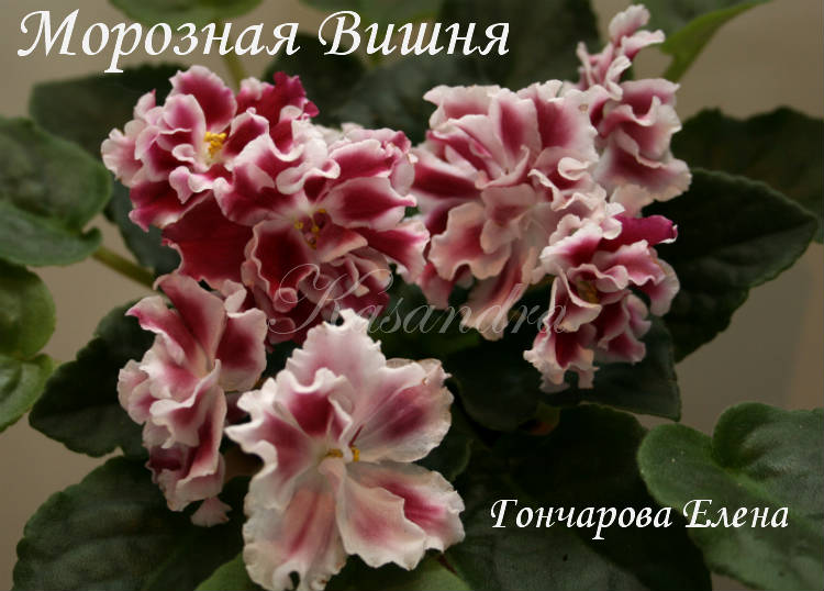 Мороз.Виш..jpg
