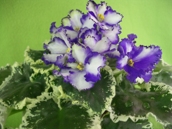Lavender Swirls.jpg