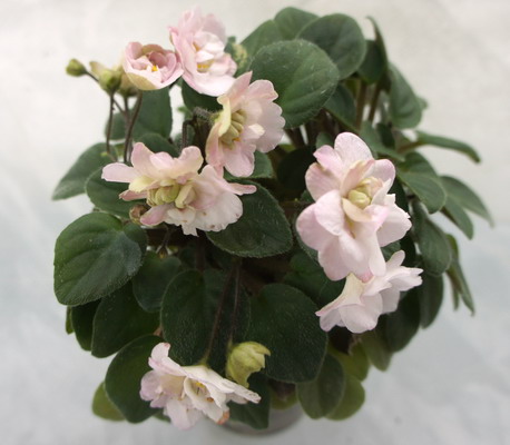 Pink Mint.jpg