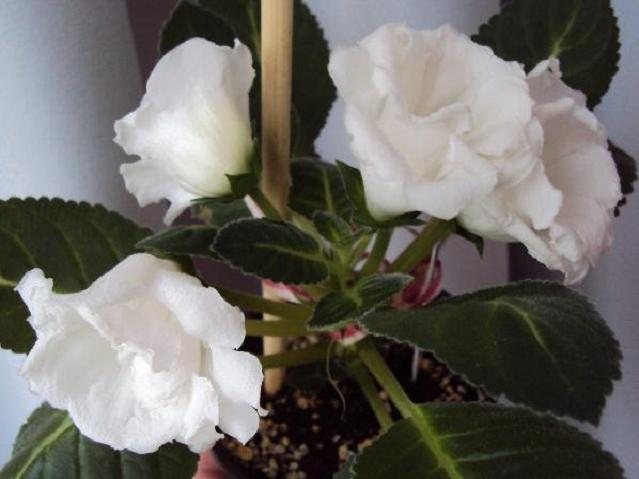 Глоксиния White (мини)