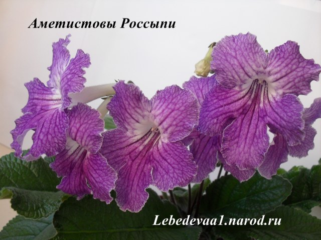 Изображение 1134 20-20 текст.jpg