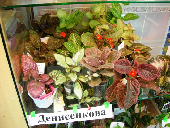 Эписции