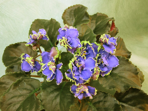 ЛЕ-Кудри Венеры