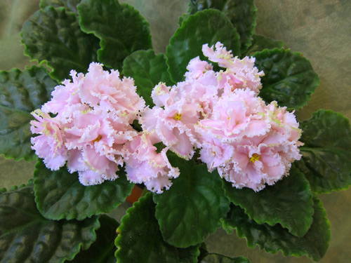 Зима Улыбается