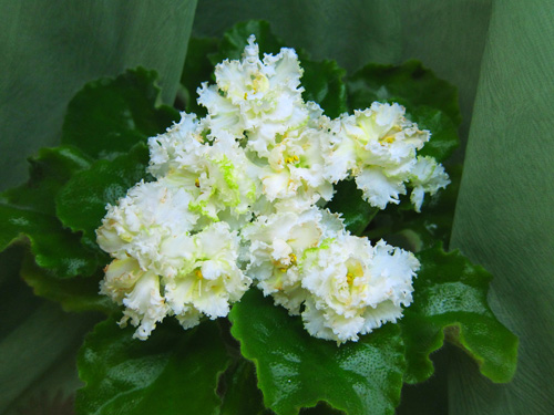 ЛЕ-Золотая Пена