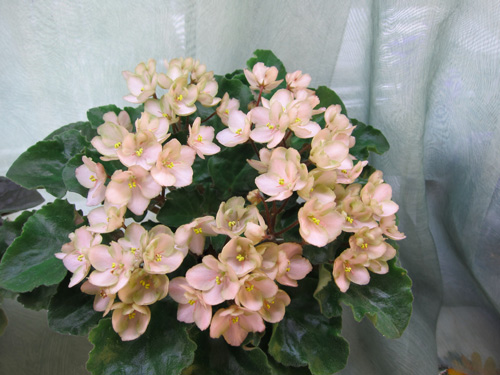 Emerald Pink