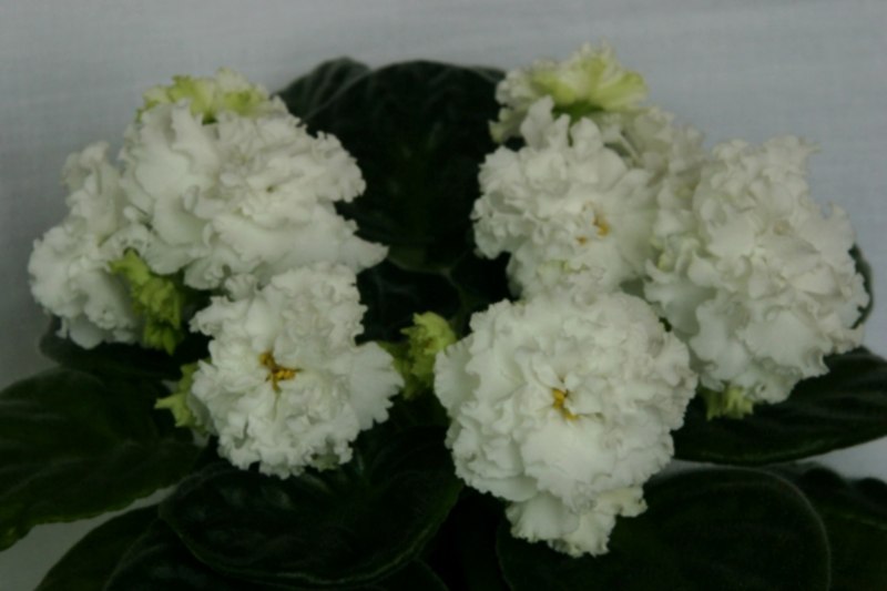 ЛЕ-Оригами.jpg