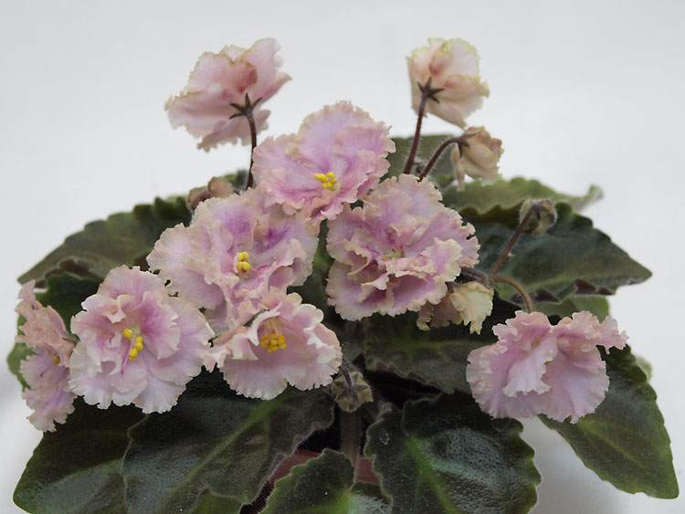 Rob's Antique Rose.jpg