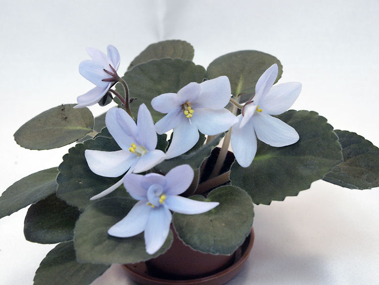 Allegro Chicory Charm.jpg