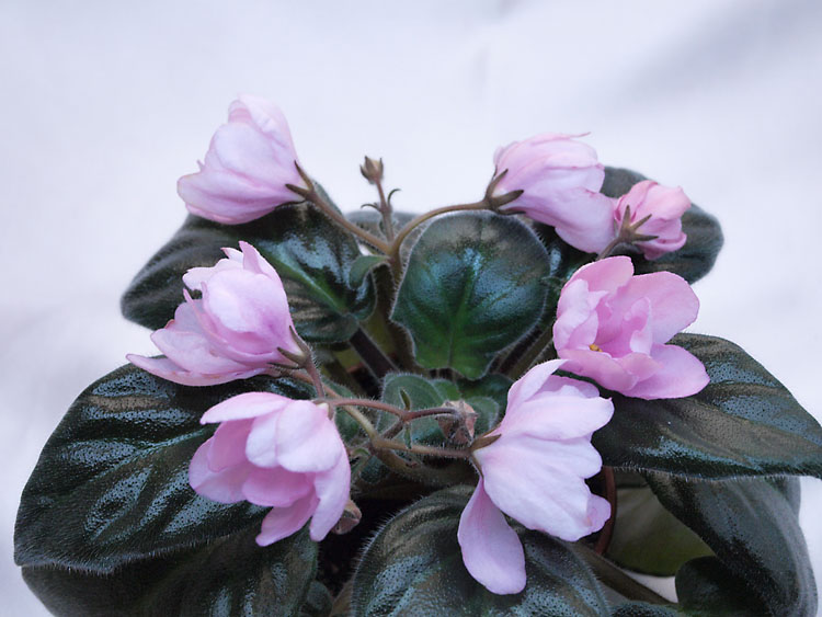 PinkTulip.jpg
