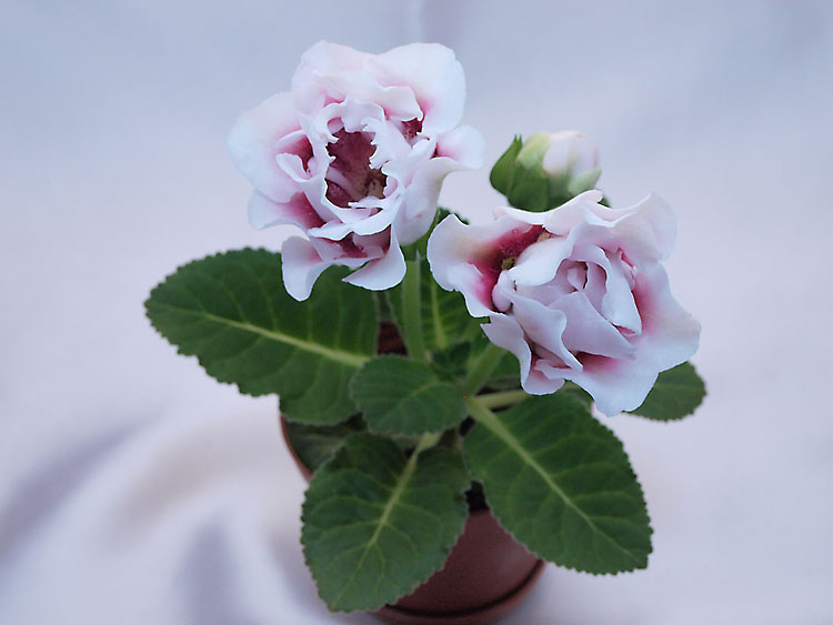 Silvana Pink.jpg