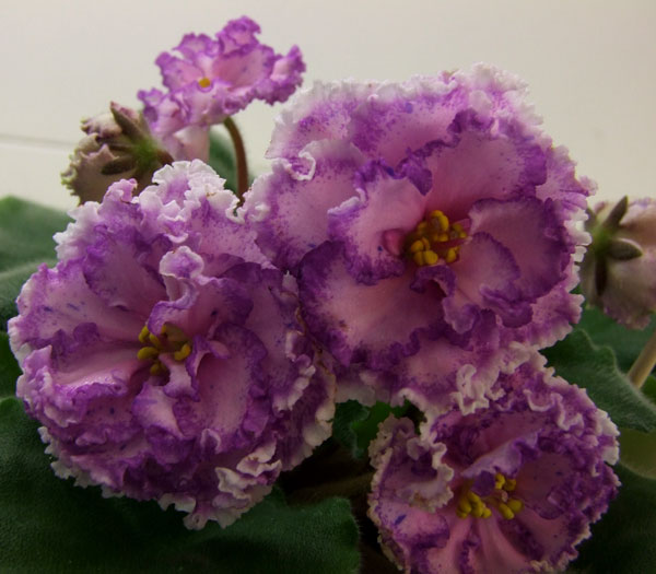 2011_04240044.jpg