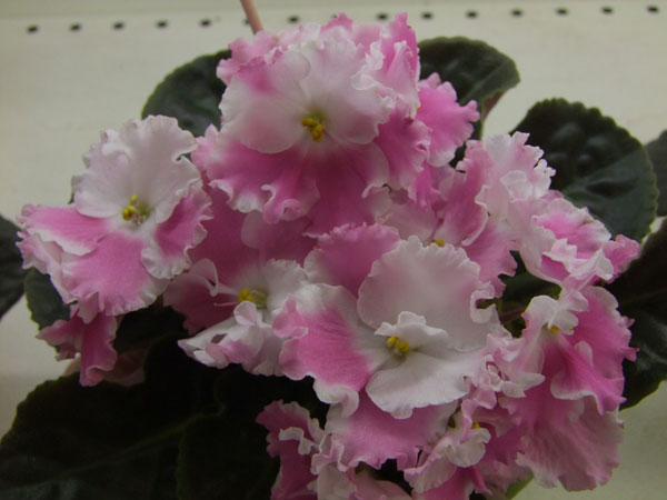 2011_04240048.jpg