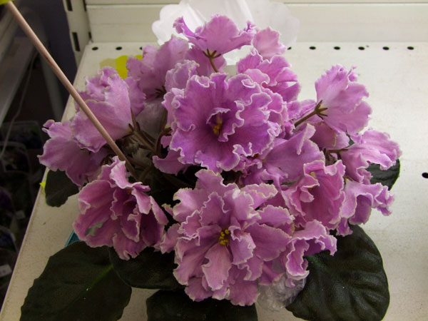 2011_04240047.jpg