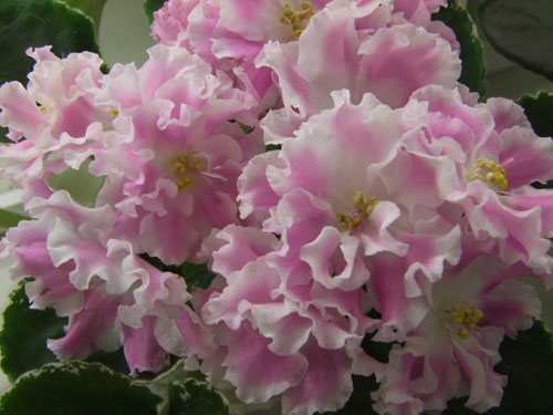 2011_04240032.jpg