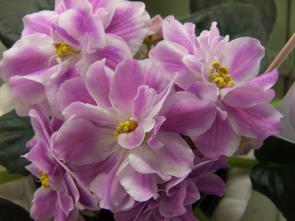 2011_04240030.jpg