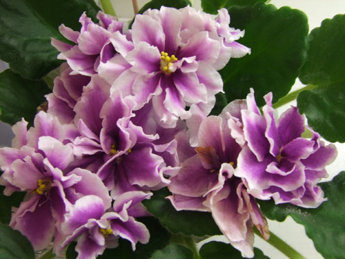 2011_04240037.jpg