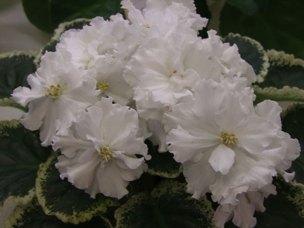2011_04240055.jpg