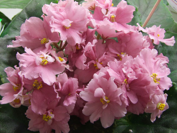 2011_04240069.jpg