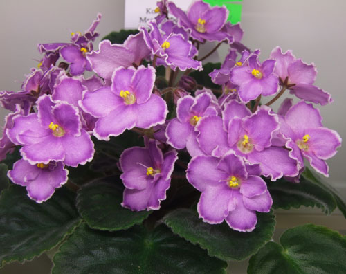 2011_04240100.jpg