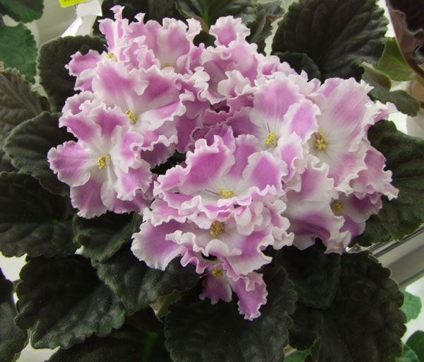 2011_04240109.jpg