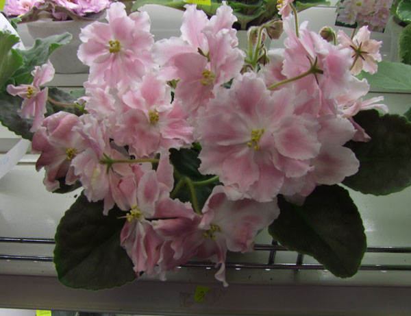 2011_04240111.jpg