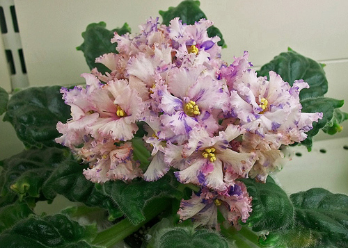 ЛЕ-ЗимняяСказка-Копейкина.jpg