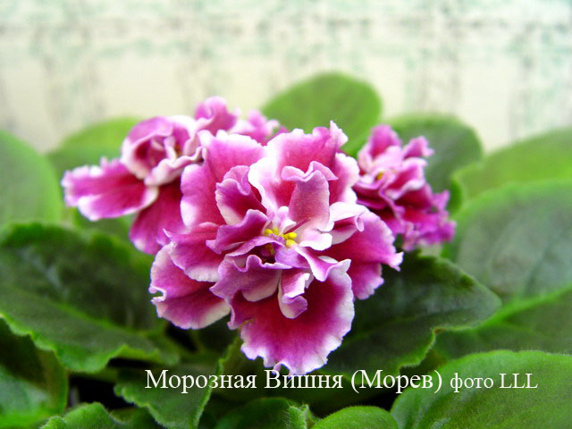 Морозная Вишня (Морев).jpg