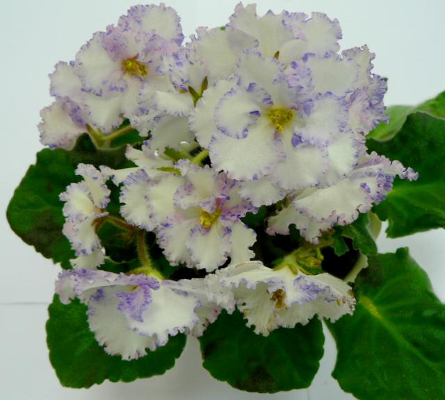 Winter Parasol от Кузиной.jpg