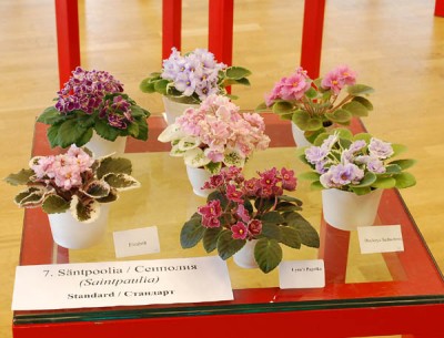 DSC_0449small.jpg